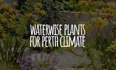 Waterwise Plants for Perth Climate